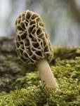 Gemeine Morchel, Foto 19