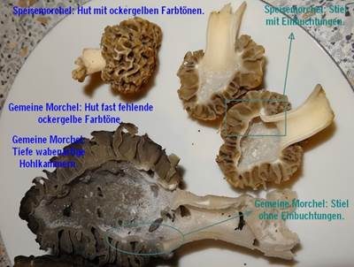 Gemeine Morchel, Foto 4