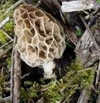 Gemeine Morchel, Foto 22