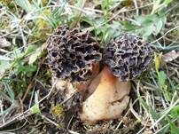 Gemeine Morchel, Foto 25