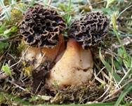 Gemeine Morchel, Foto 26