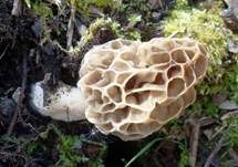 Gemeine Morchel, Foto 28