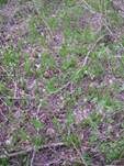 Gemeine Morchel, Foto 29