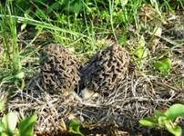 Gemeine Morchel, Foto 9