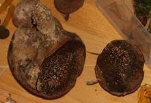 Gemeiner Erbsenstreuling, Foto 25