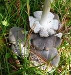 Gemeiner Erdritterling, Foto 15