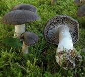 Gemeiner Erdritterling, Foto 23