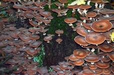 Gemeiner Hallimasch, Foto 22