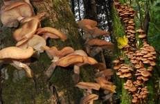 Gemeiner Hallimasch, Foto 48