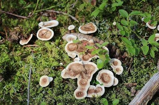 Becherförmiger Duftstacheling, Foto 3