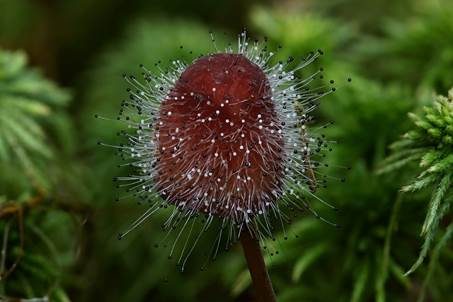 Gemeiner Helmlings-Schimmel, Foto 4