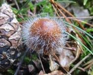 Gemeiner Helmlings-Schimmel, Foto 24