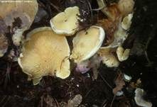 Gemeiner Muschelkrempling, Foto 20