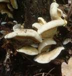 Gemeiner Muschelkrempling, Foto 25