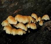 Gemeiner Muschelkrempling, Foto 11