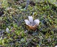 Gemeiner Sandborstling, Foto 13