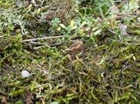 Gemeiner Sandborstling, Foto 17
