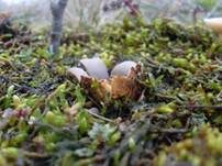 Gemeiner Sandborstling, Foto 21