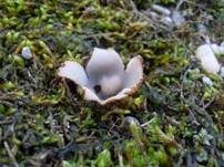 Gemeiner Sandborstling, Foto 24