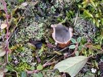 Gemeiner Sandborstling, Foto 9