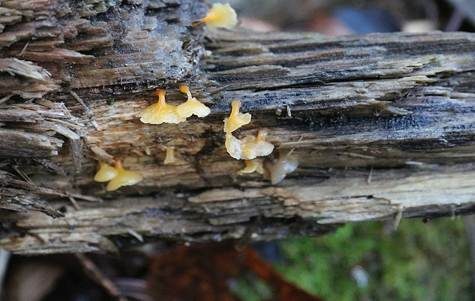 Becherförmiger Haargallertpilz, Foto 3