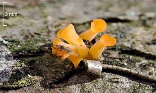 Becherförmiger Haargallertpilz, Foto 12