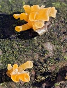 Becherförmiger Haargallertpilz, Foto 13