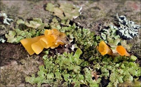 Becherförmiger Haargallertpilz, Foto 14
