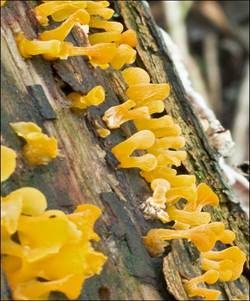 Becherförmiger Haargallertpilz, Foto 15