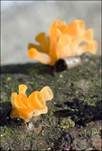 Becherförmiger Haargallertpilz, Foto 16