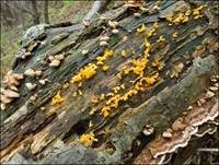 Becherförmiger Haargallertpilz, Foto 17