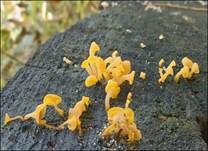 Becherförmiger Haargallertpilz, Foto 19