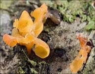 Becherförmiger Haargallertpilz, Foto 20