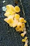 Becherförmiger Haargallertpilz, Foto 21