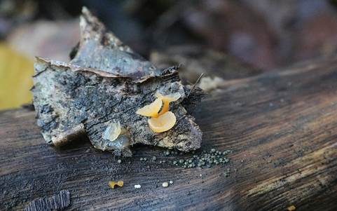 Becherförmiger Haargallertpilz, Foto 4