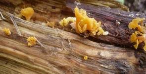 Becherförmiger Haargallertpilz, Foto 22