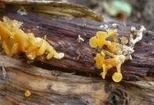 Becherförmiger Haargallertpilz, Foto 23