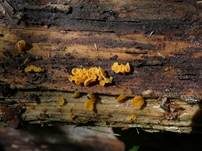 Becherförmiger Haargallertpilz, Foto 24