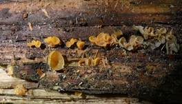 Becherförmiger Haargallertpilz, Foto 25