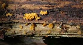 Becherförmiger Haargallertpilz, Foto 26
