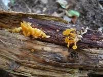 Becherförmiger Haargallertpilz, Foto 5