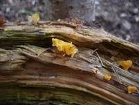 Becherförmiger Haargallertpilz, Foto 6