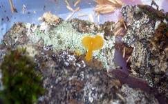 Becherförmiger Haargallertpilz, Foto 7