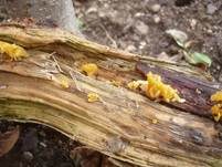 Becherförmiger Haargallertpilz, Foto 8