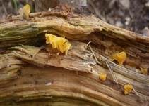 Becherförmiger Haargallertpilz, Foto 9