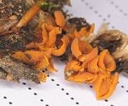 Becherförmiger Haargallertpilz, Foto 10