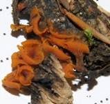 Becherförmiger Haargallertpilz, Foto 11