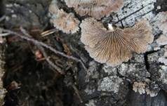 Gemeiner Spaltblättling, Foto 33