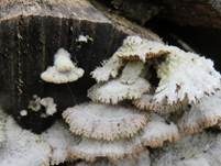 Gemeiner Spaltblättling, Foto 60