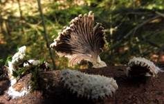 Gemeiner Spaltblättling, Foto 62